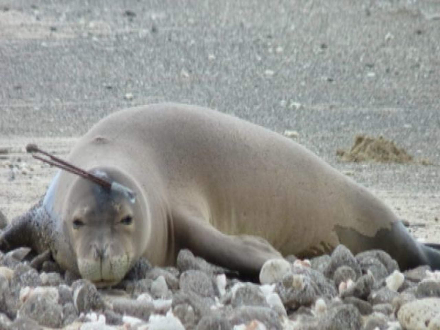 nc_sealspear0131_500kmsnbc_130131