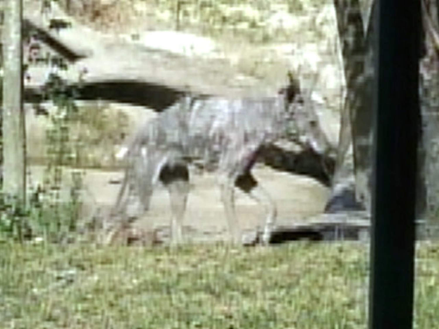 real chupacabra picture