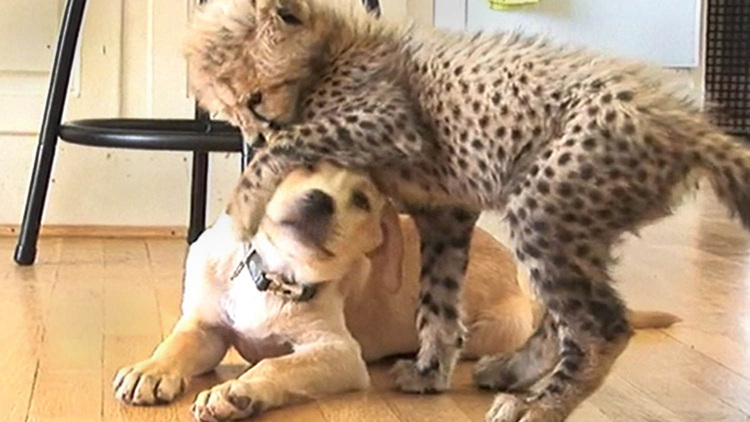 Unbreakable Bond Between Puppy and Cheetah