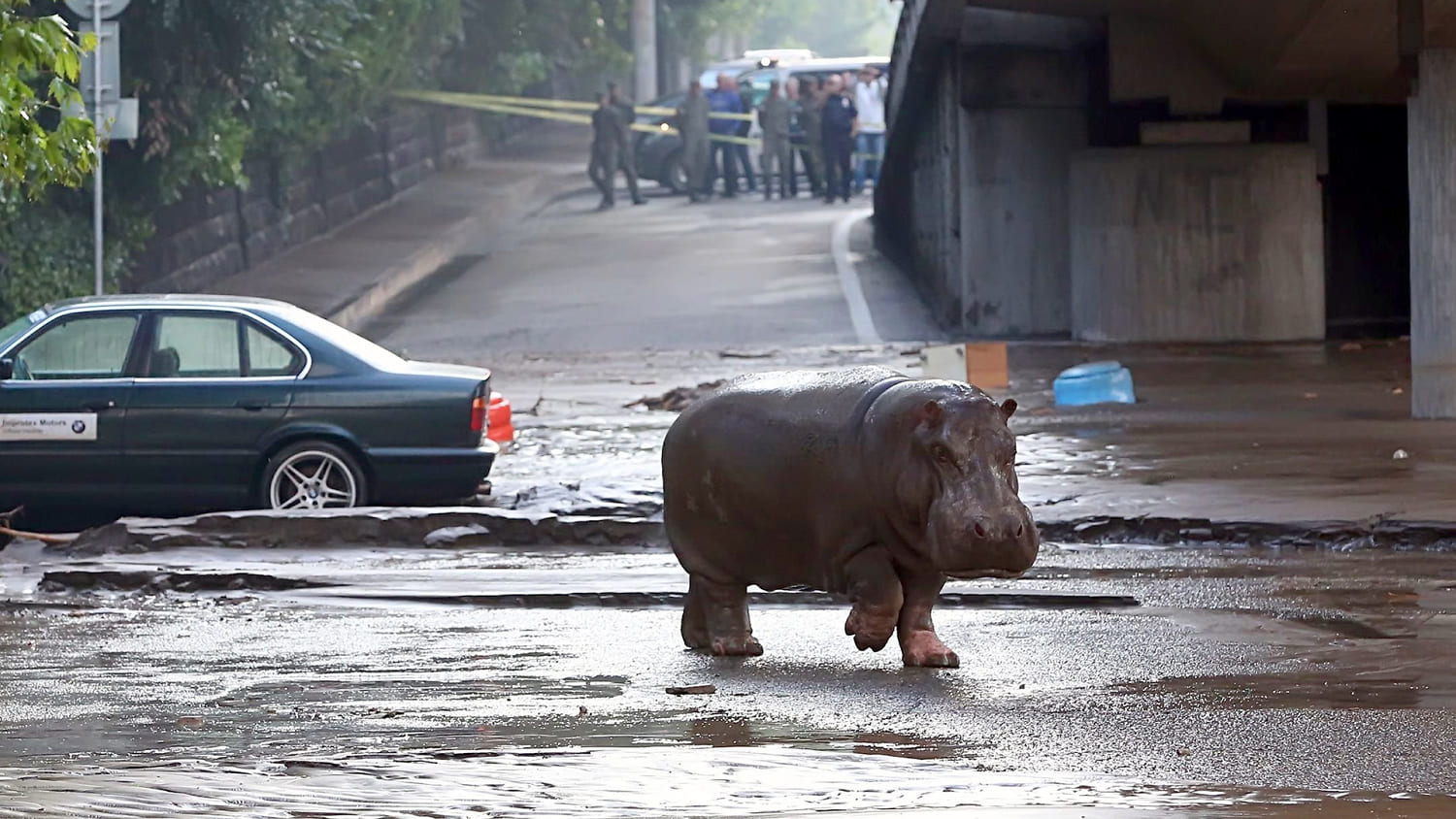 Zoo Animals Roam City Streets in Wake of Severe Flooding