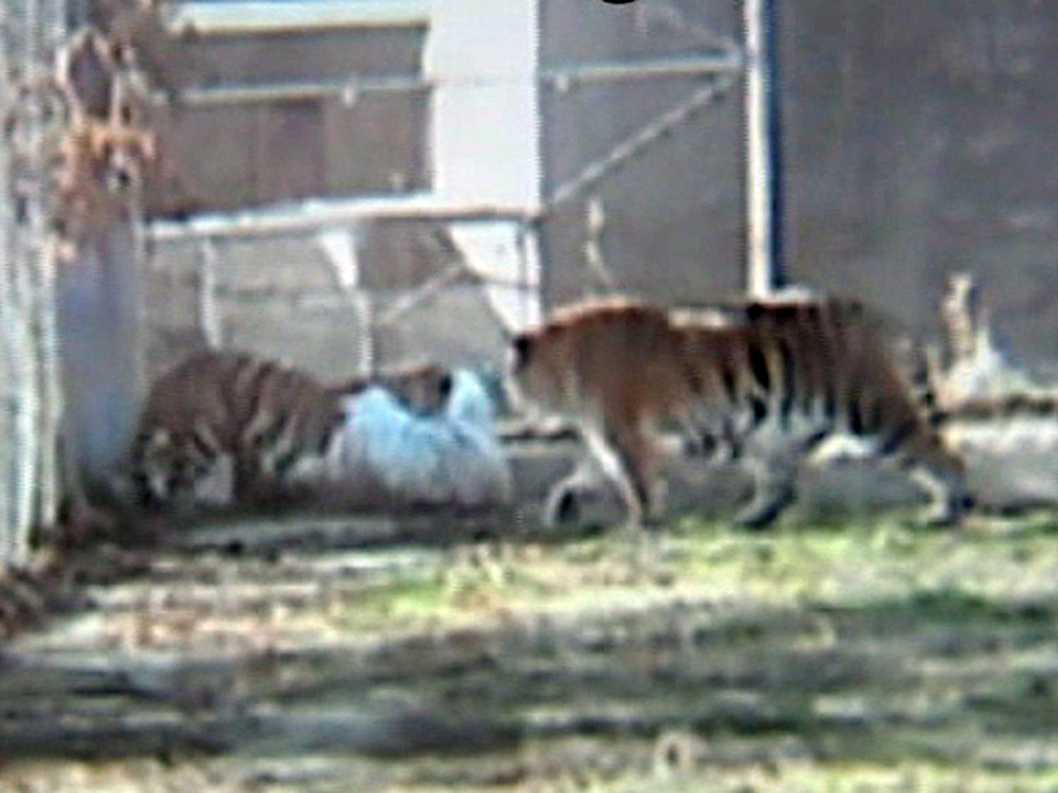 Syracuse zoo's tiger triplets ready for public debut