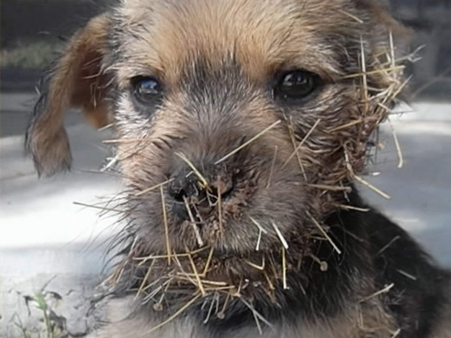 Cactus Jack on the mend