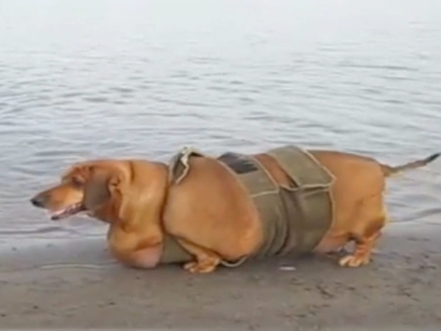 World s longest wiener hot sale dog