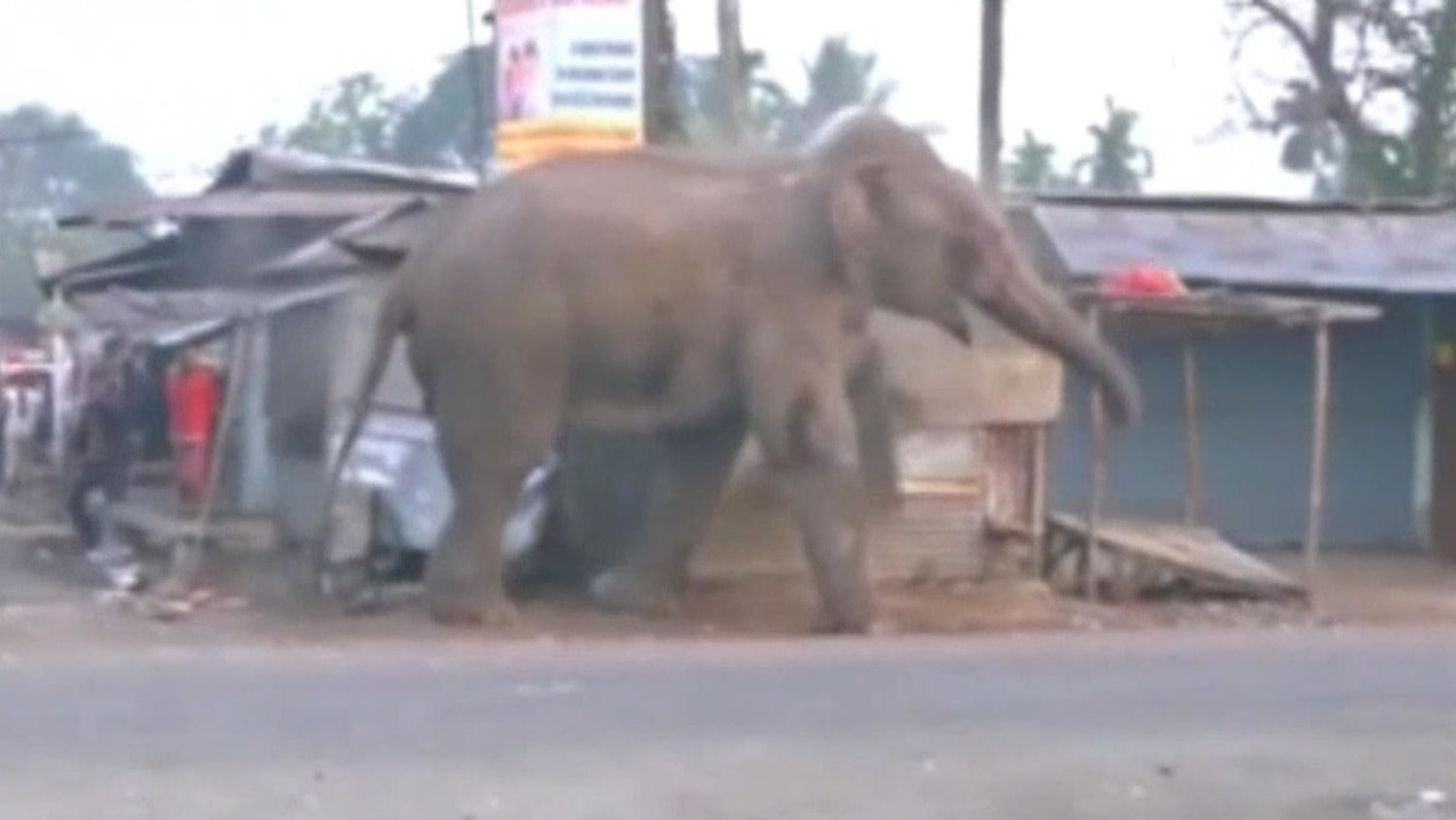 Video: Elephant goes on rampage, smashing homes in Indian town