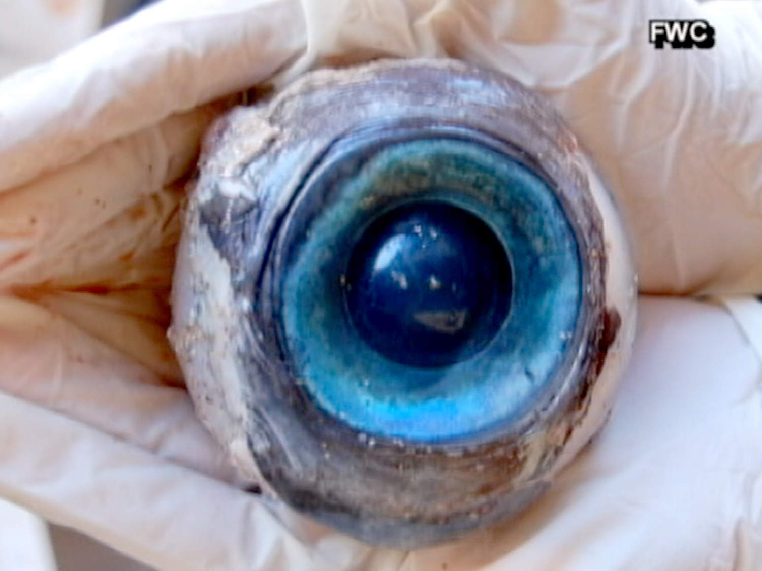Giant eyeball found on beach, posing mystery for marine biologists