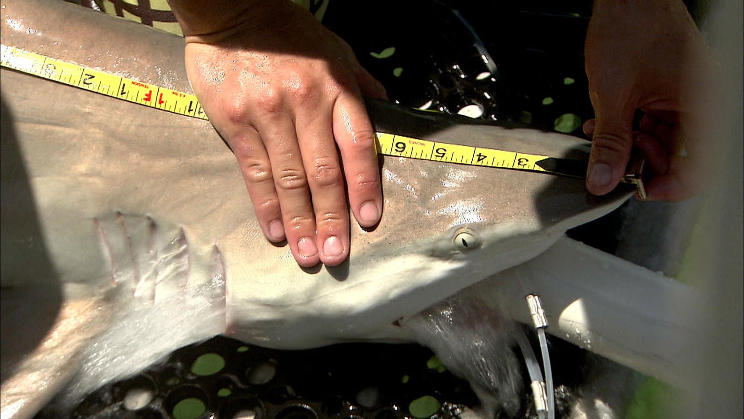 tdy_take_sharks_131030.jpg