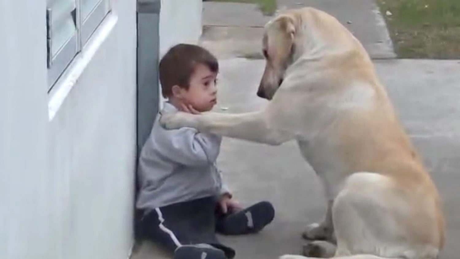 Best dogs for child with sales down syndrome