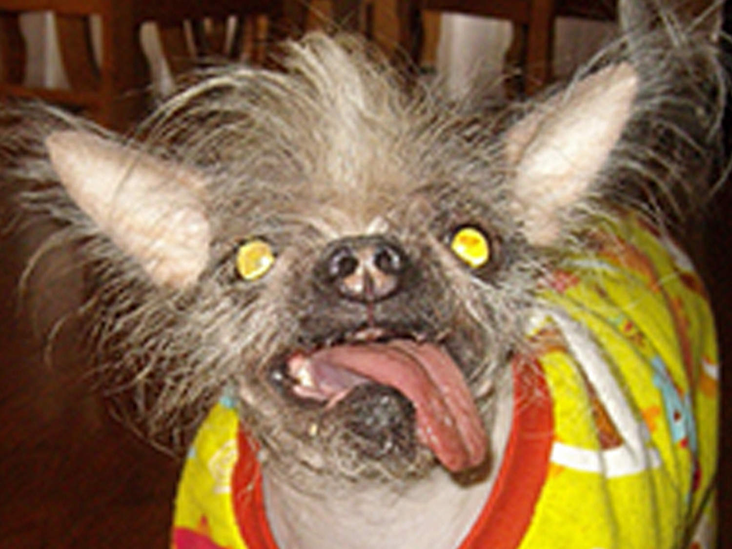 Scary sales ugly dog