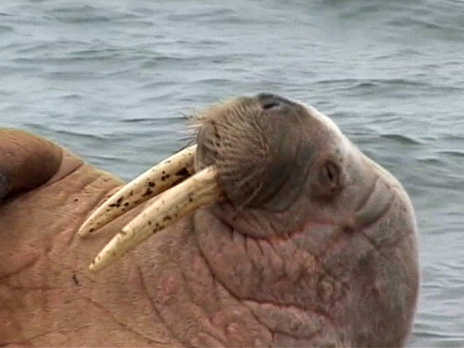 x_lon_itvwalrus_130304.jpg