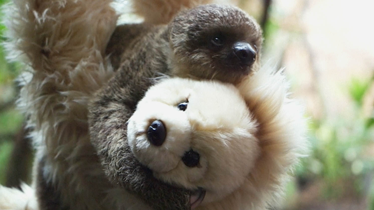 Baby sloth teddy bear hot sale