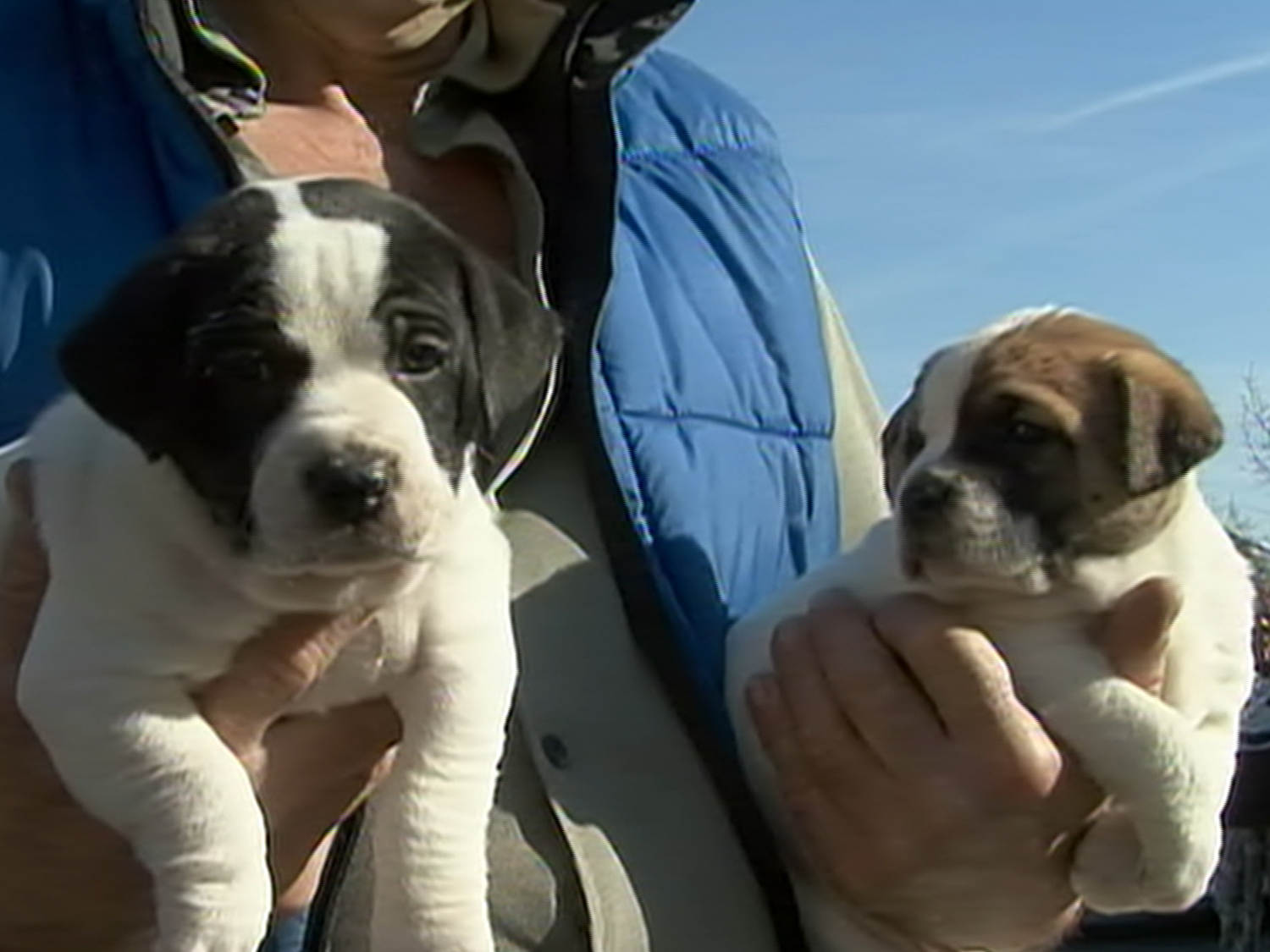 x_nn_petfoodbank_130426