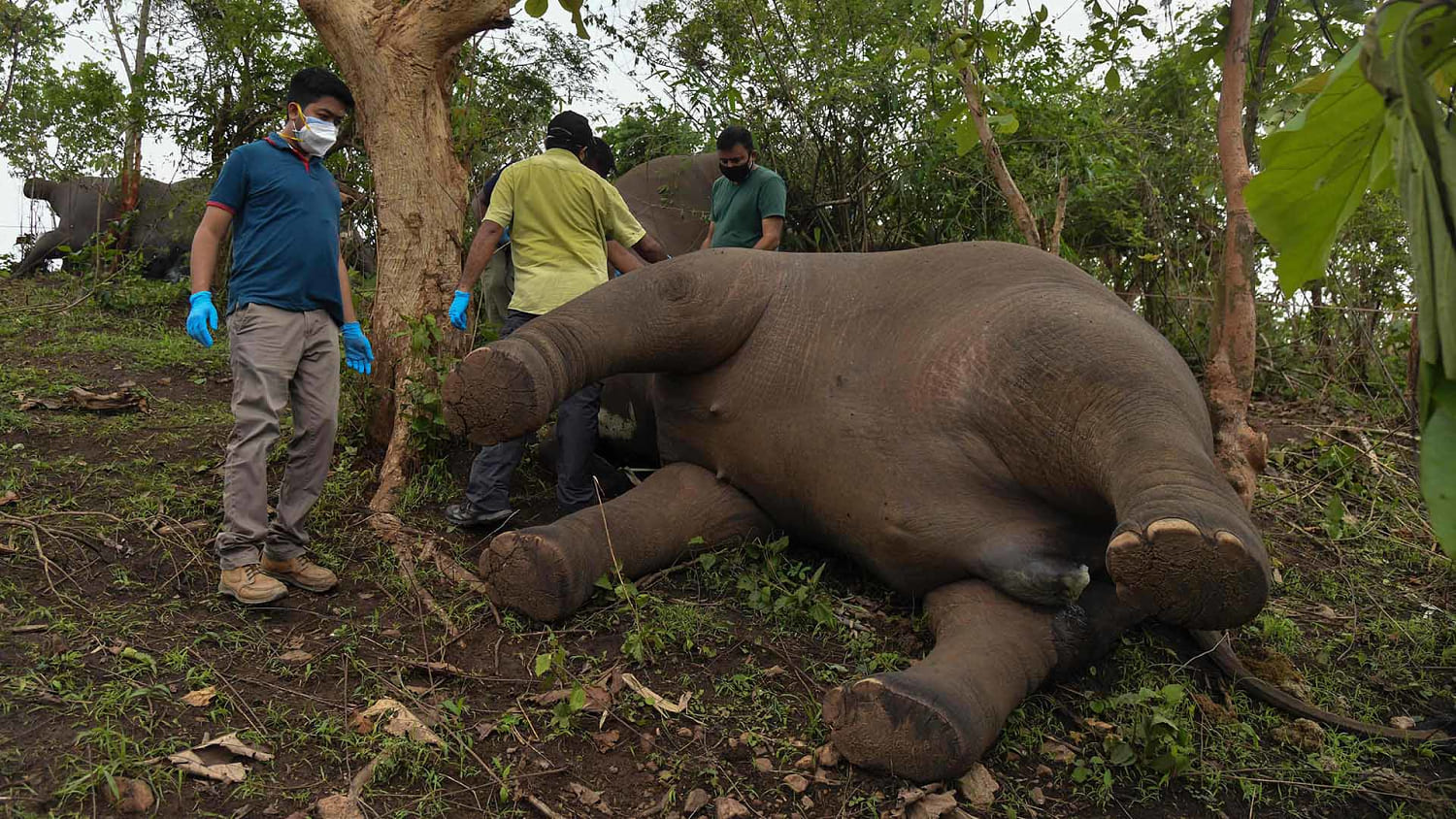 Elephants killed by lightning found in Indian forest
