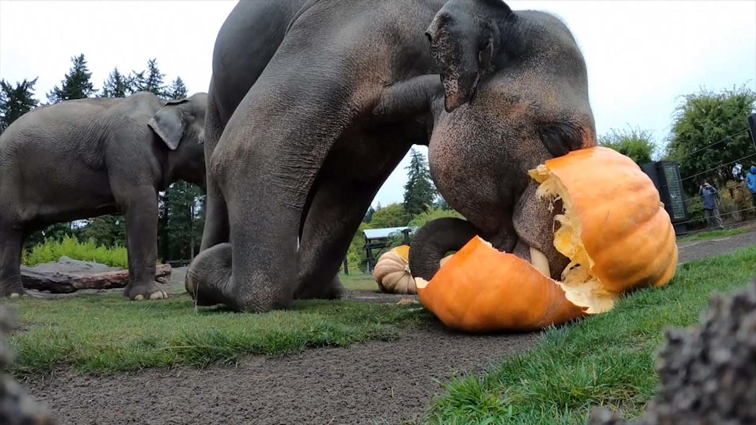 Portland zoo's elephants have a smashing time with pumpkins