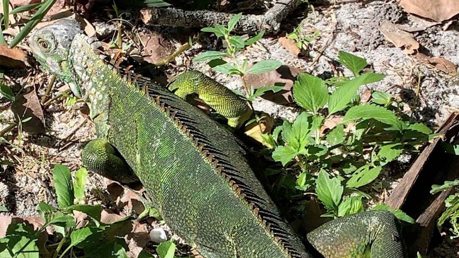 WEATHER-IGUANAS-ctj0of pic