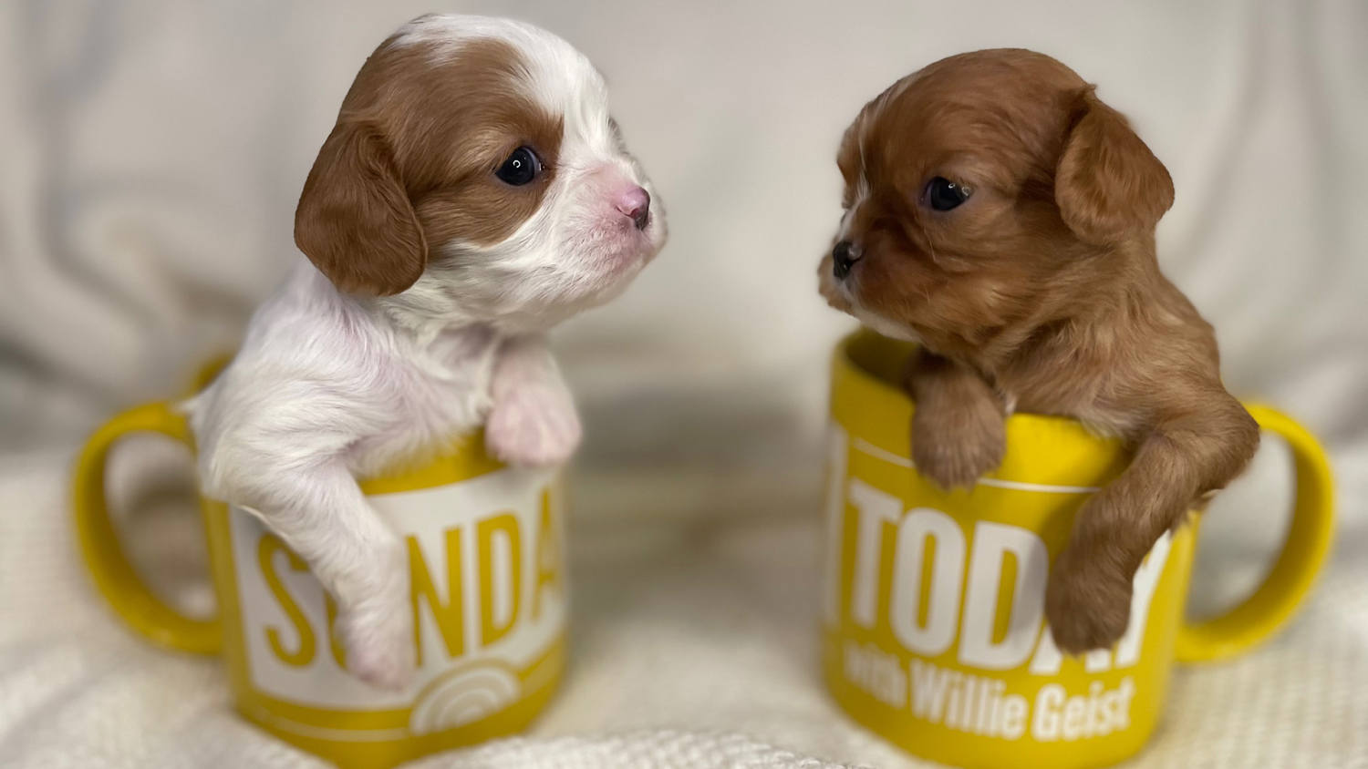 Mug puppies cheap for sale