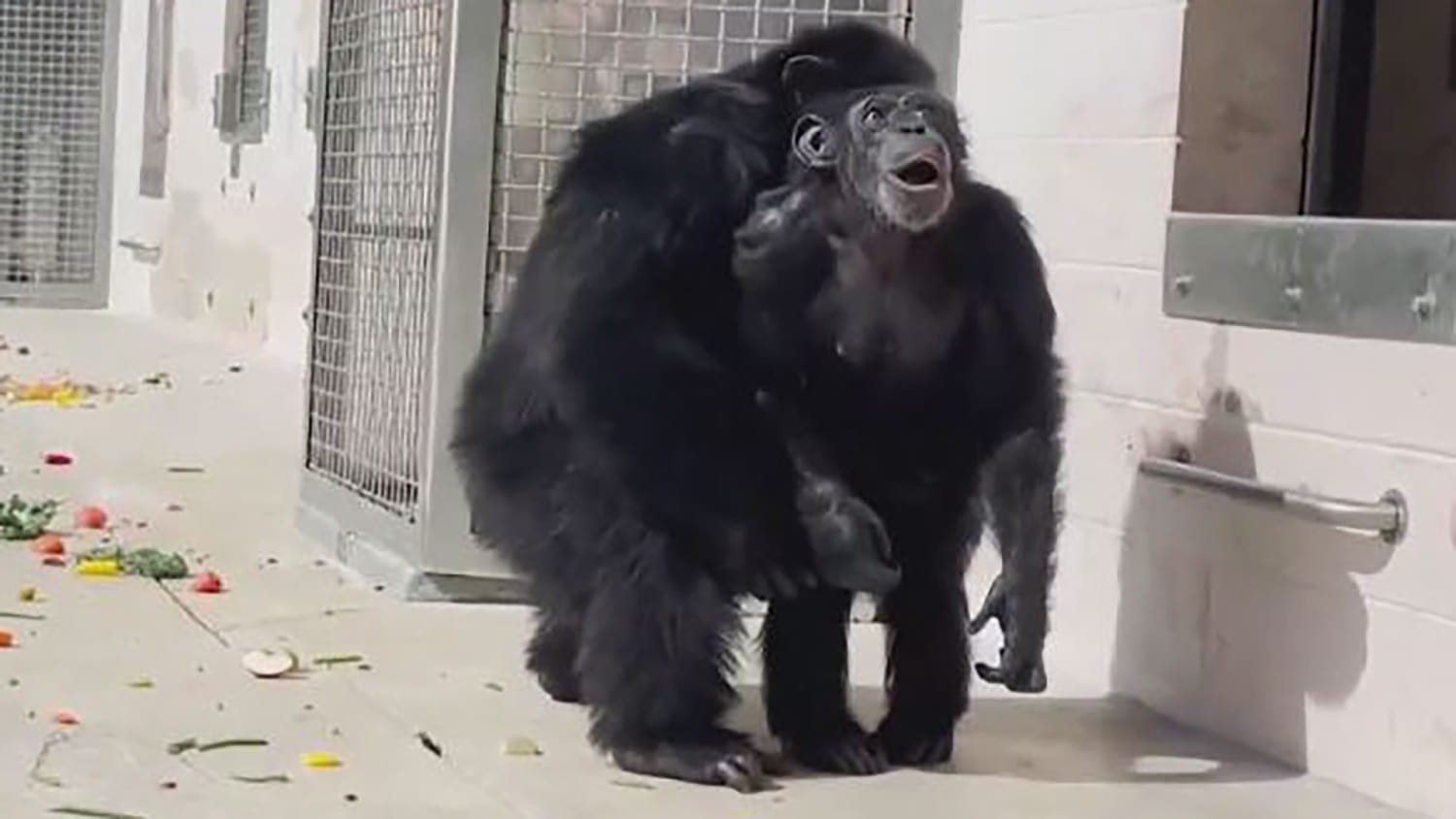 Pet chimpanzee for sale hot sale