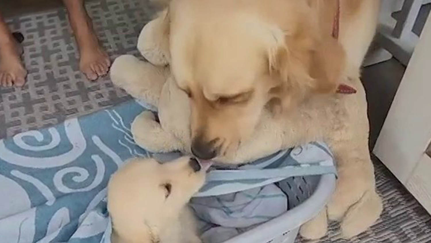 Puppy with top stuffed animal