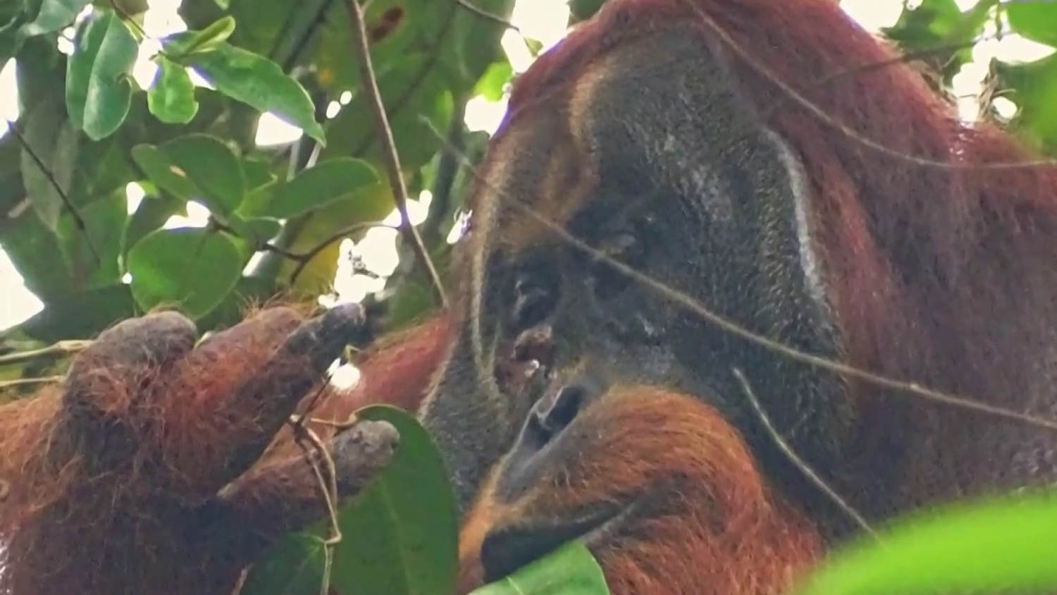Orangutan believed to be first animal seen using medicinal plant as  treatment