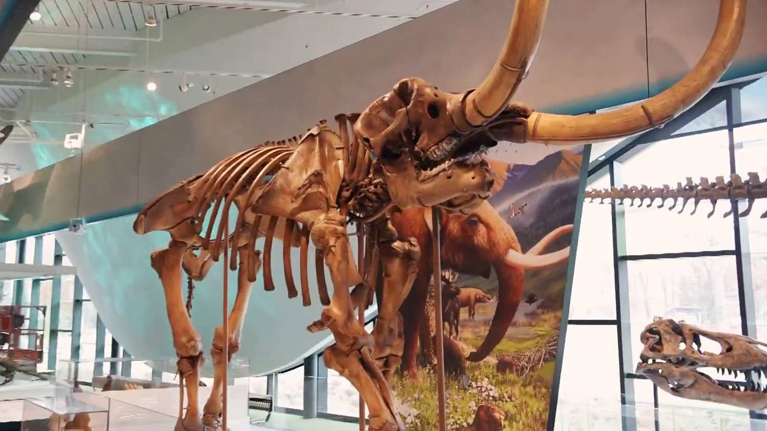 新品未使用 イーブイ進化ノート Natural History Museum Griffin