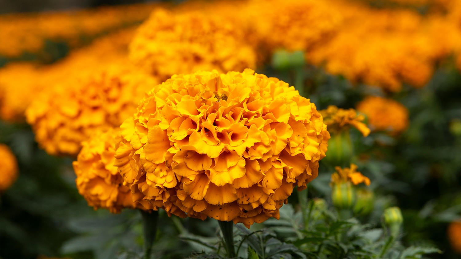 México se prepara para el Día de Muertos con la venta de millones de flores de cempasúchil