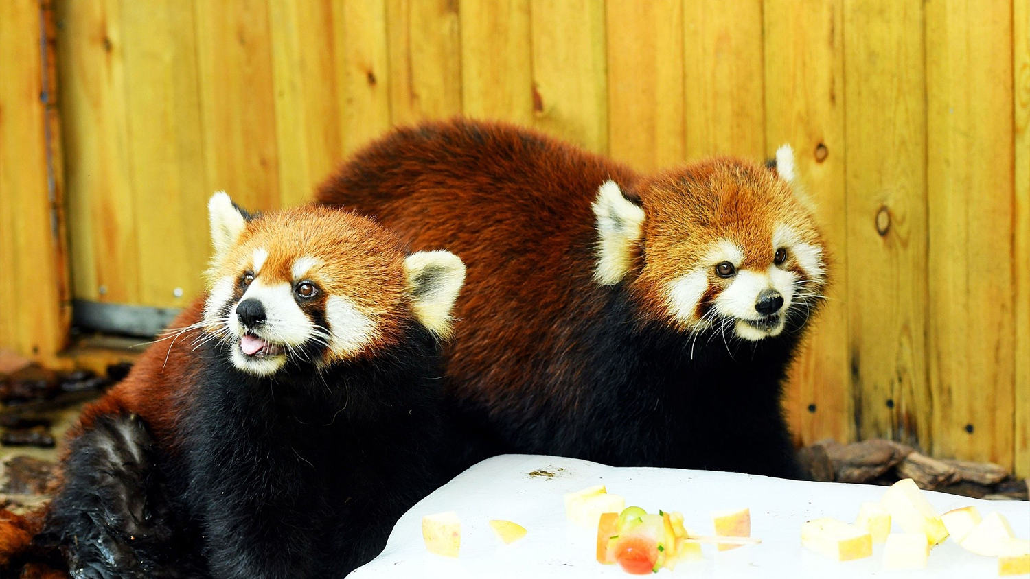 Un bebé panda rojo juega con su mamá en un zoológico de Indiana y protagoniza tiernas imágenes
