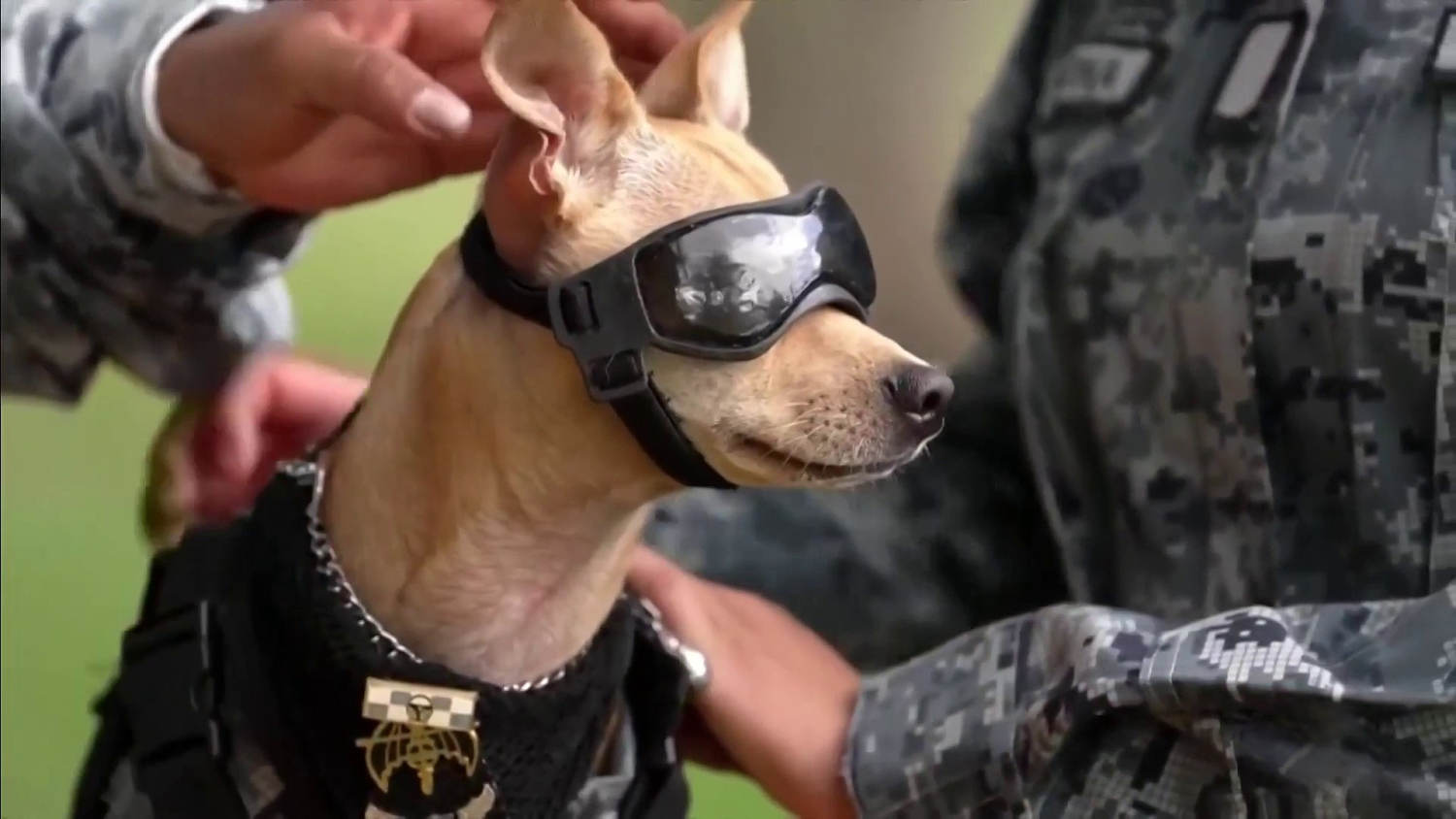 Este perro chihuahua buscaba familia y fue adoptado por la Guardia Nacional de México