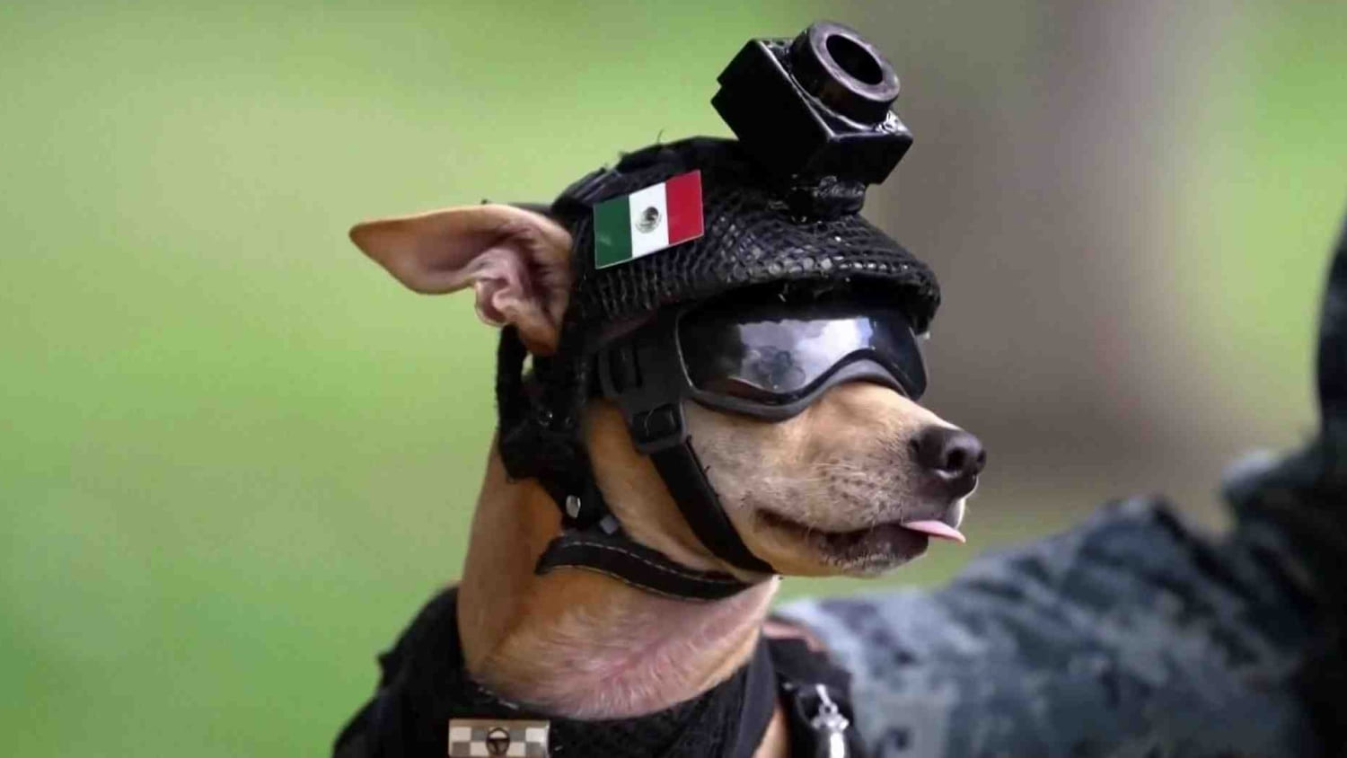 Conozca a Comando, el chihuahua que acerca a la Guardia Nacional de México con la comunidad