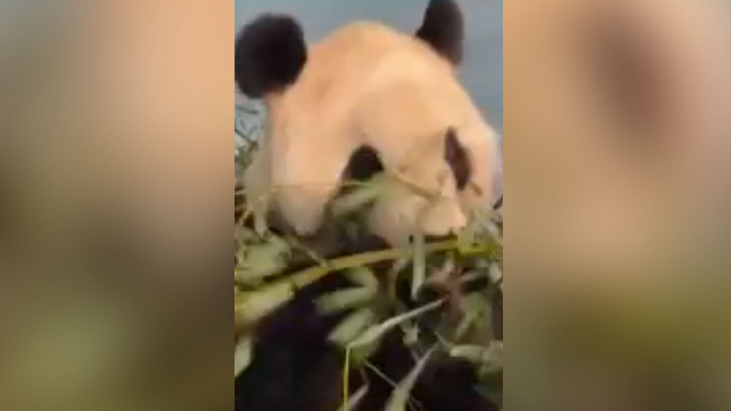 Así se han adaptado los pandas que China envió a EE.UU. en préstamo