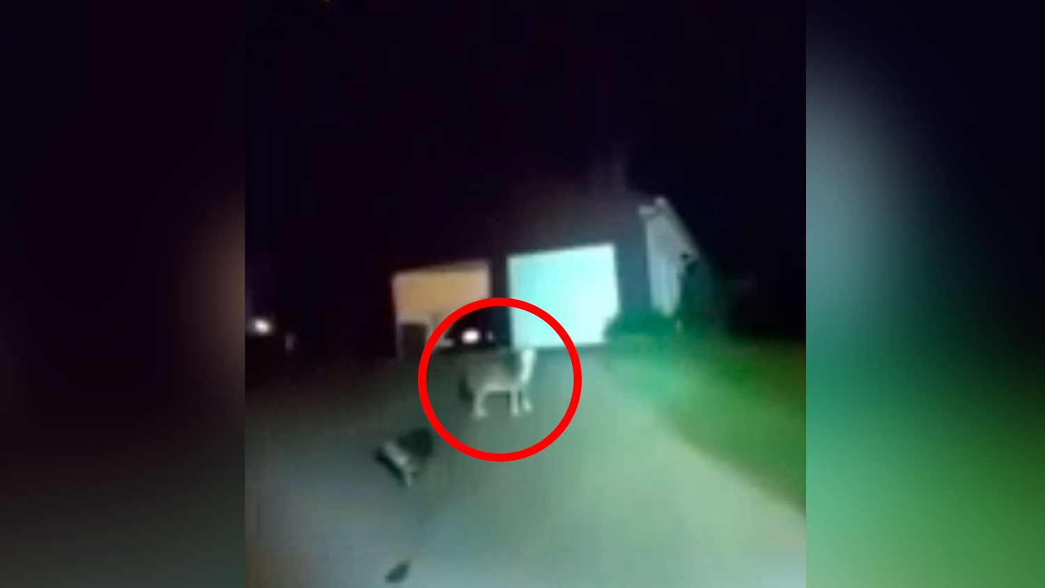 Vea cómo un perro ayudó al rescate de su dueño tras una caída