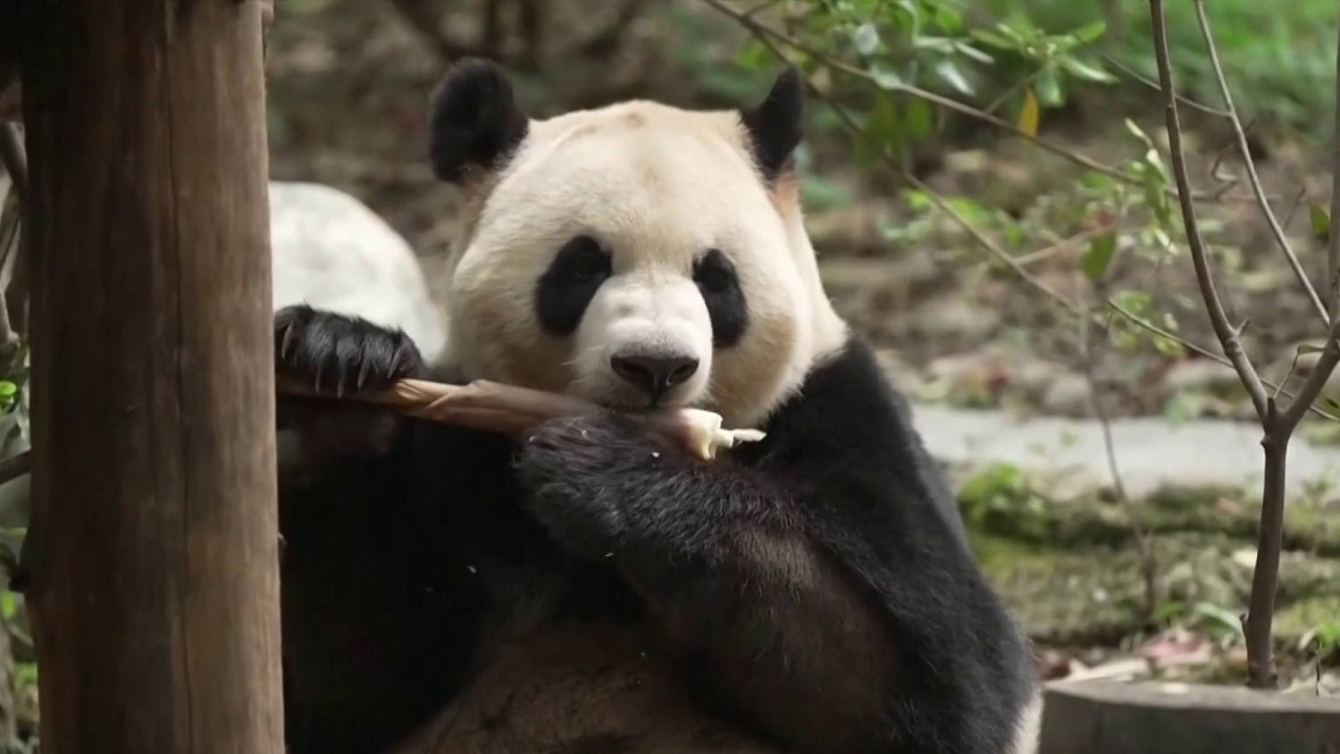 Este es el primer video público de uno de los osos pandas que llegaron desde China