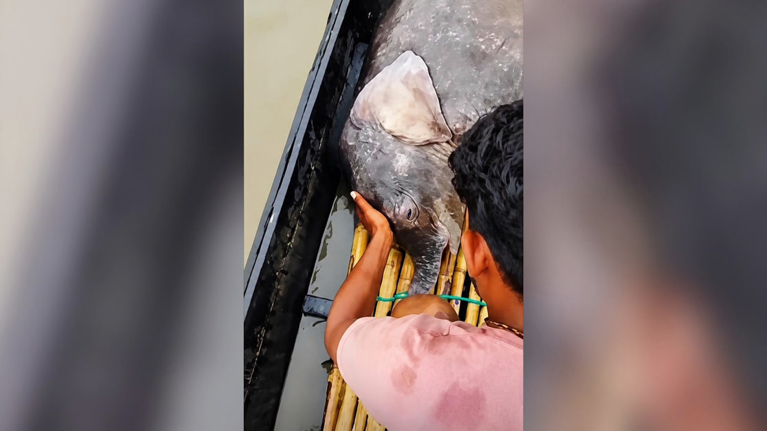 Así fue como pescadores ayudaron a un bebé elefante arrastrado por la corriente de un río en India