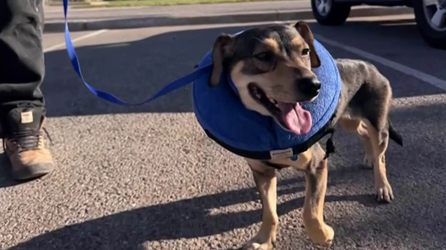 Un perro termina en un refugio tras la detención de su familia por agentes de ICE en Florida