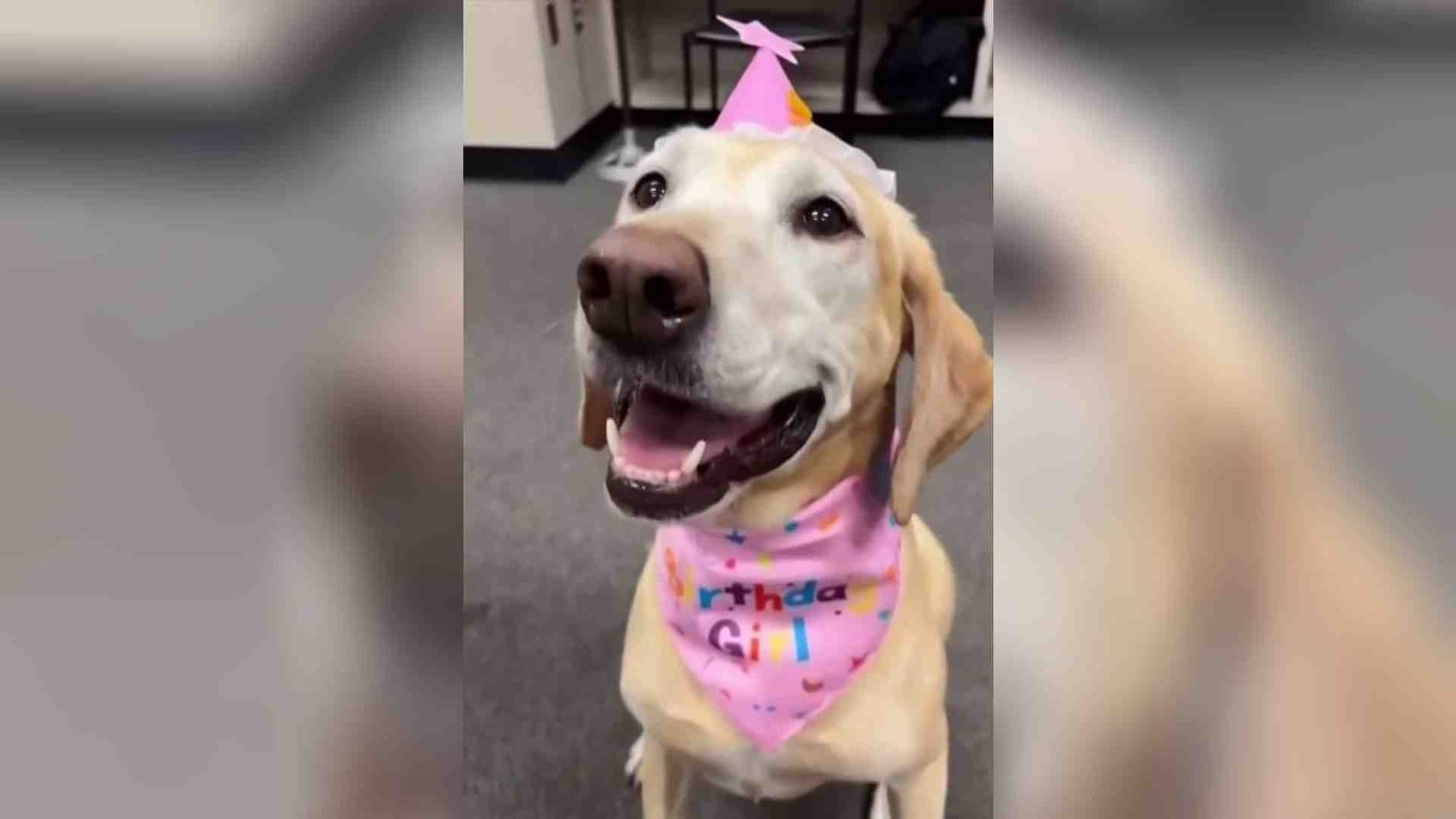 Una perrita policía recibió un divertido obsequio por su quinto cumpleaños en Colorado