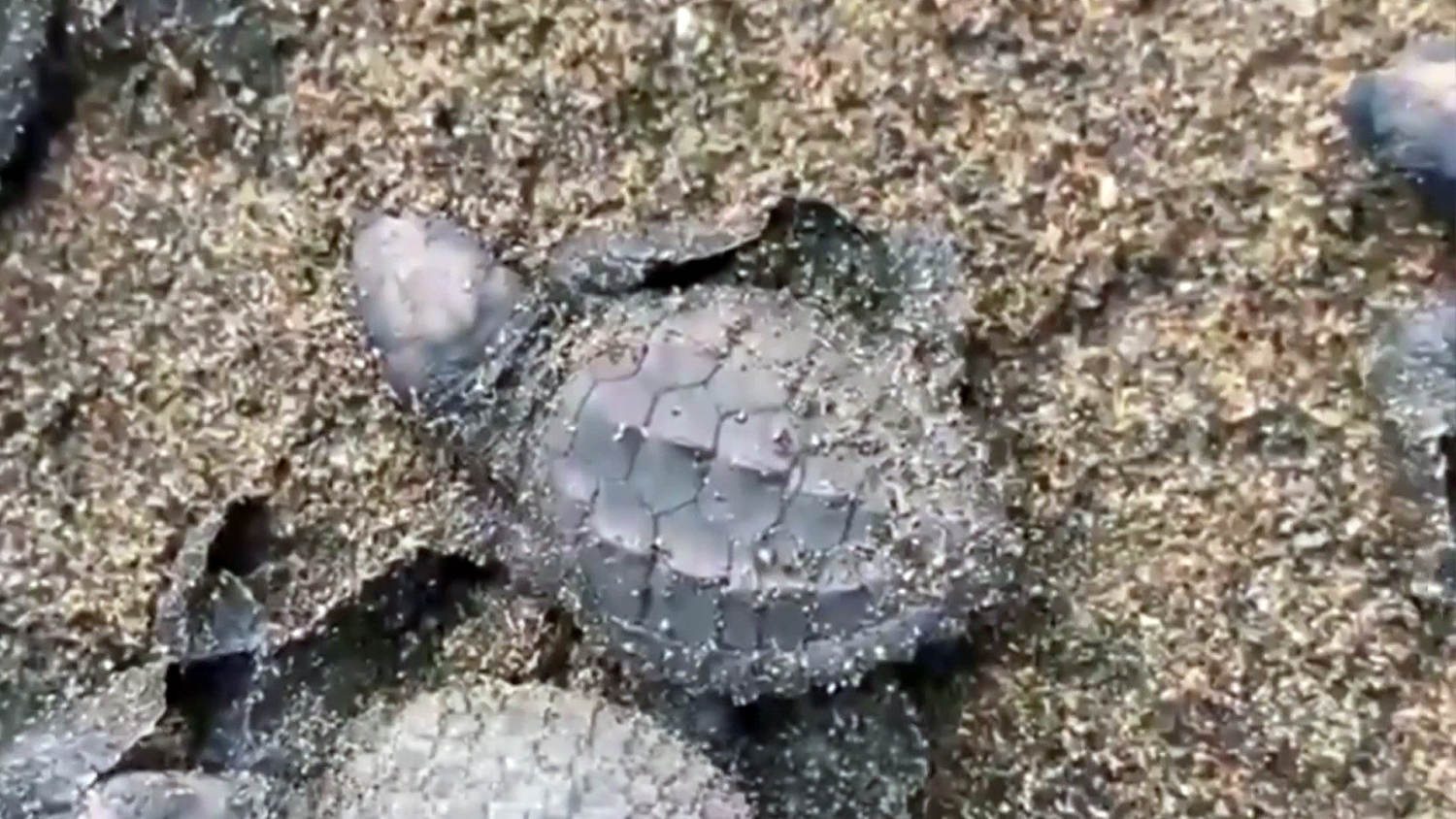 Así fue el momento en que más de 1,000 tortugas marinas emprendieron su viaje al océano en México