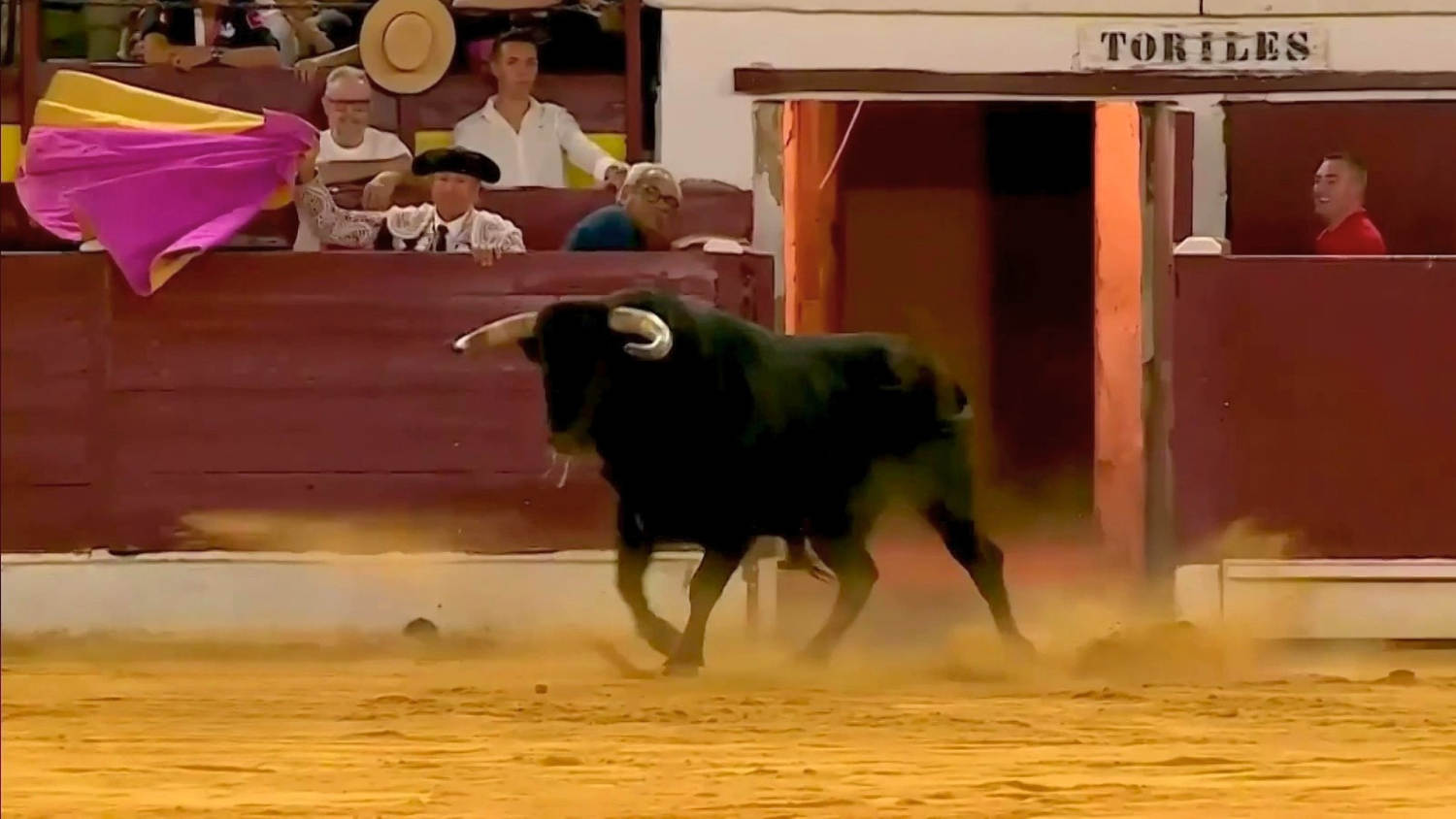 Un toro saltó dos veces sobre una valla durante evento taurino y causó pánico entre los asistentes