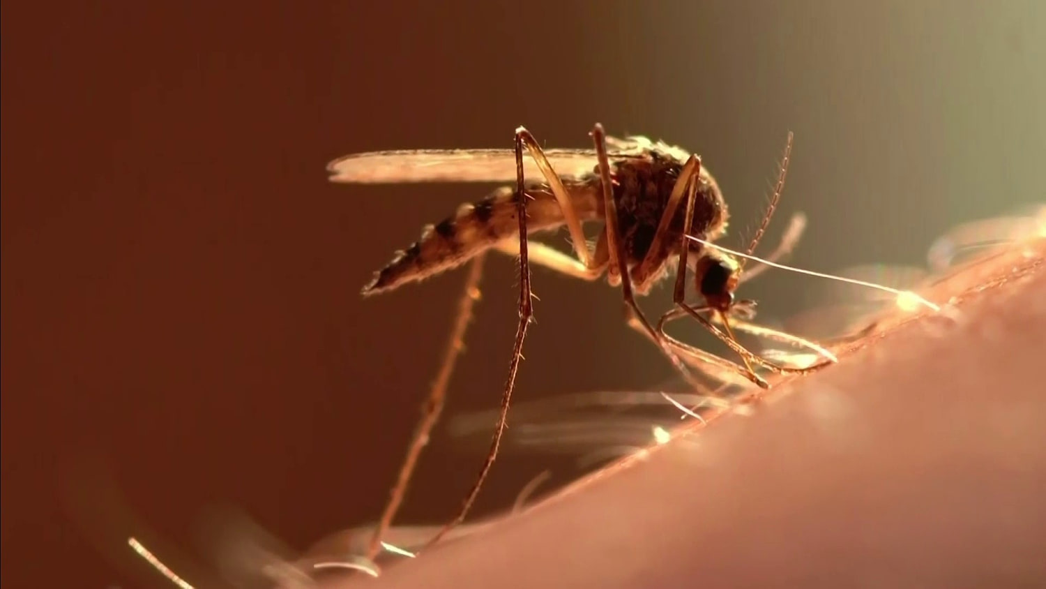 El brote de dengue en Florida podría ser el mayor del país en décadas