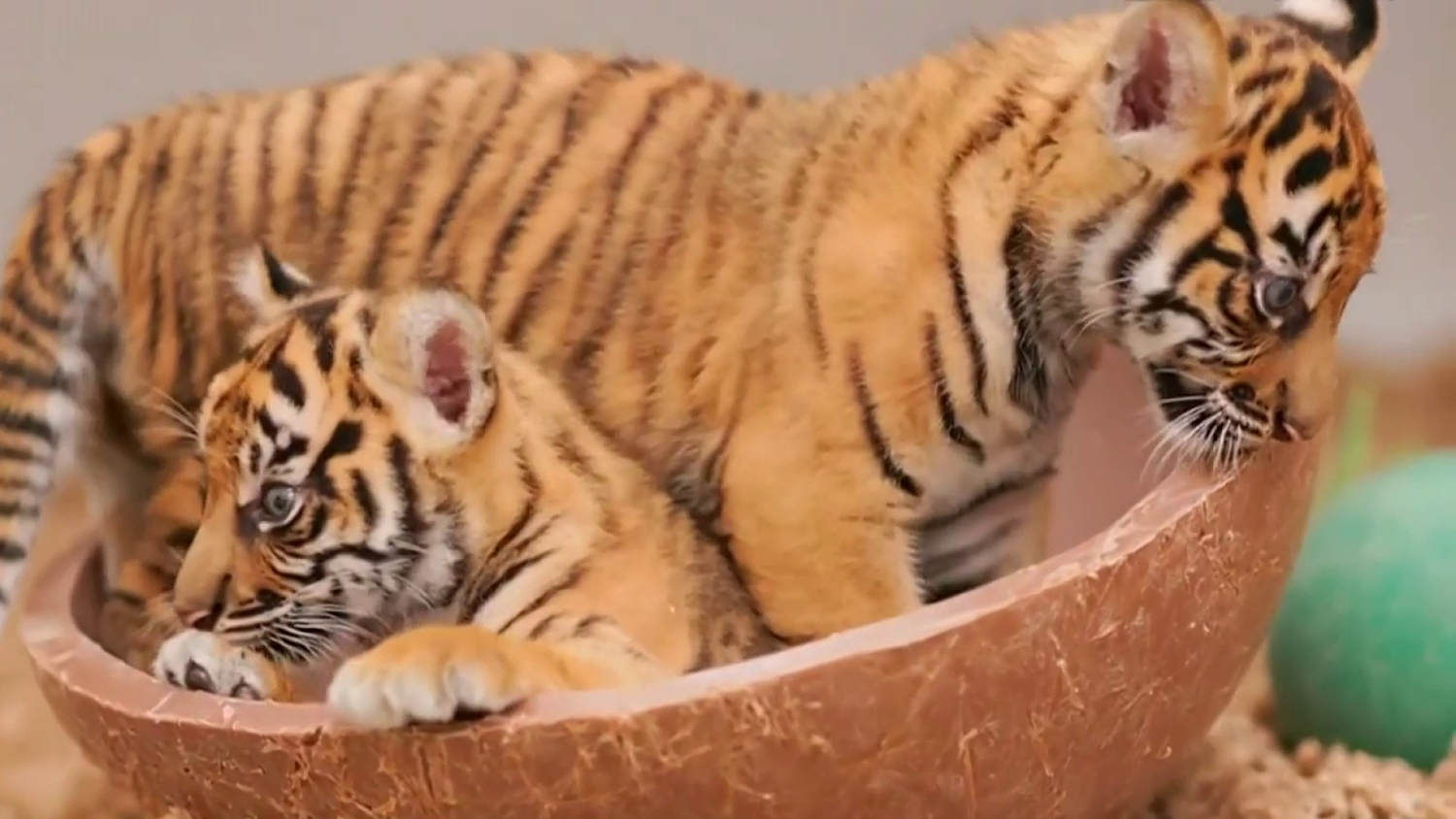 Dos crías de tigre de Sumatra, que está en peligro de extinción, nacen en un zoológico de Texas
