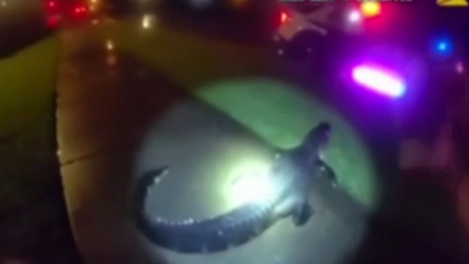 Un caimán se resiste a ser capturado por unos policías en Florida