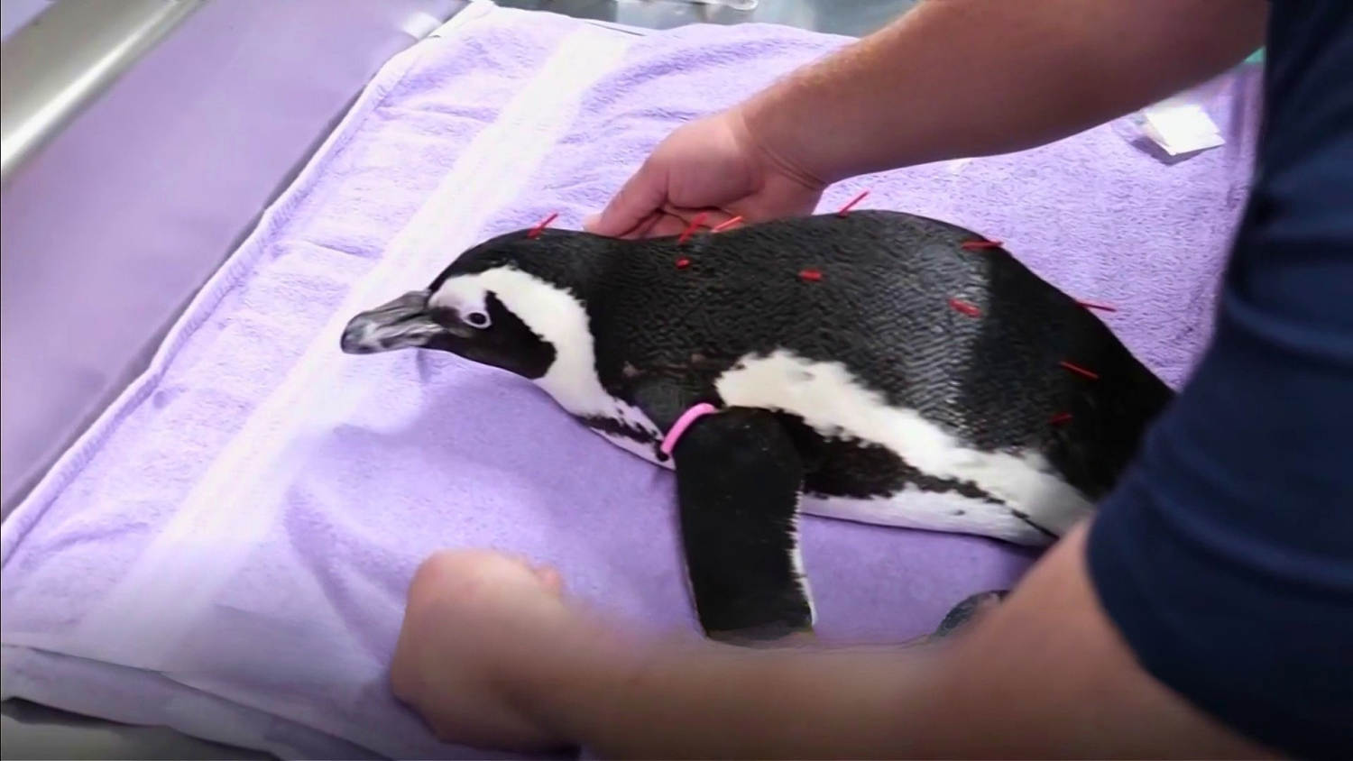 Tratan con acupuntura a un pingüino en un acuario de Nueva Inglaterra