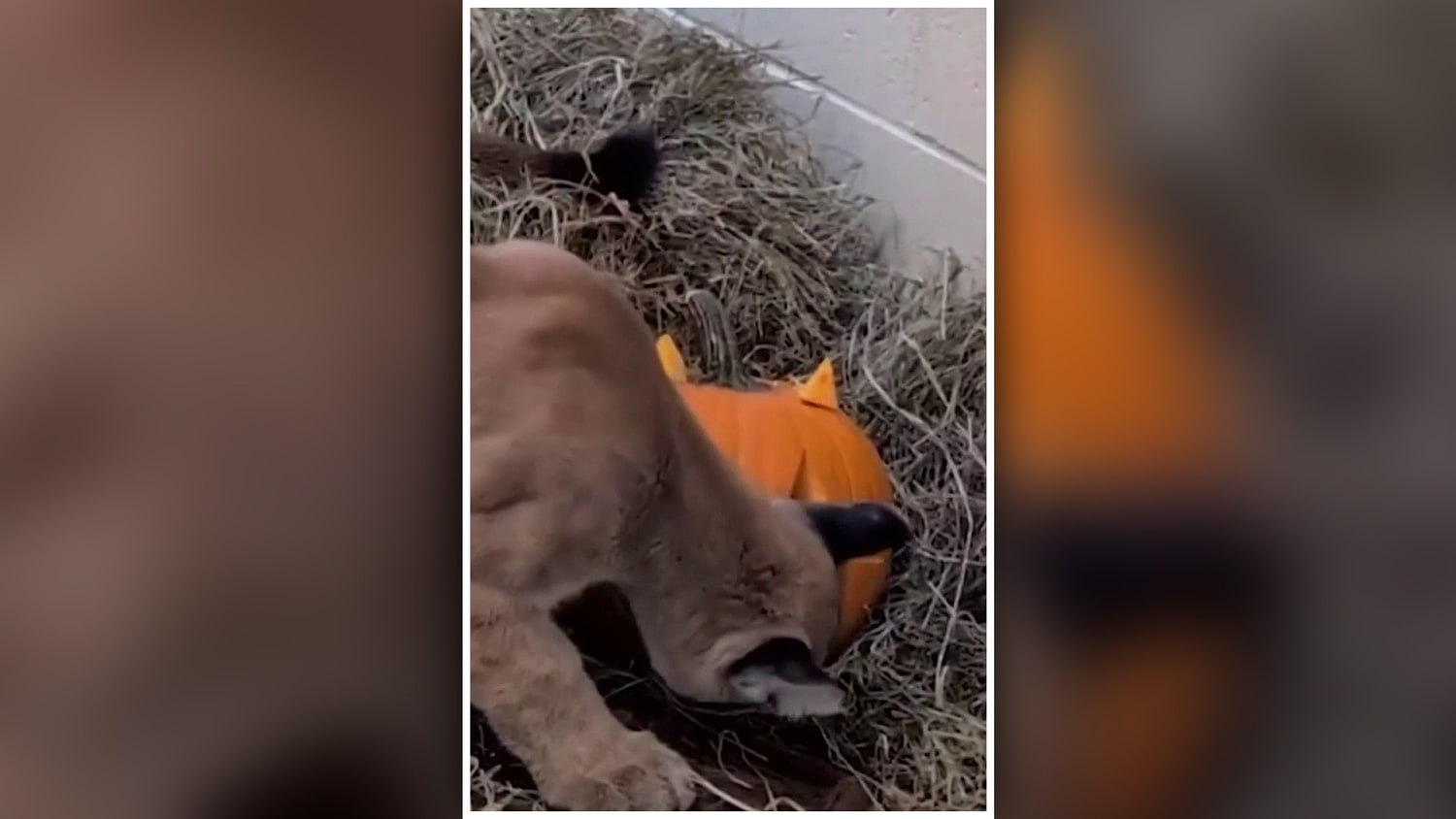 Un león de montaña juega con una calabaza llena de premios en el Zoológico de Oakland, California