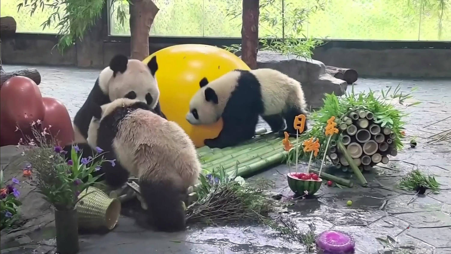 Tres pandas gigantes celebran sus cumpleaños con pasteles y regalos en un zoológico de Shanghái