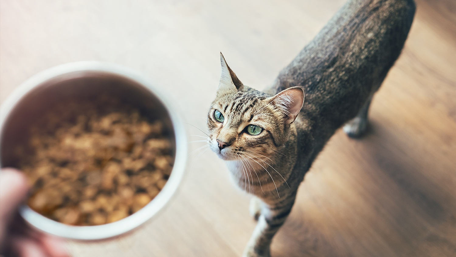 Un estudio detecta metales pesados, herbicidas y químicos ligados al plástico en comida para gatos