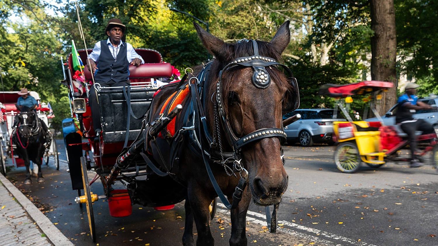 El Concejo Municipal de Nueva York decidirá el futuro de los carruajes de caballos