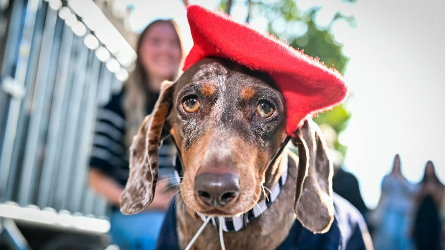 Cientos de perros salchichas desfilan disfrazados por los Campos Elíseos