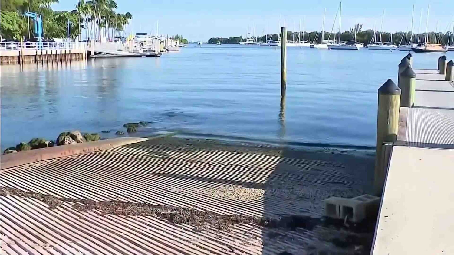 La policía investiga un posible caso de crueldad animal tras el hallazgo de un perro muerto en Miami