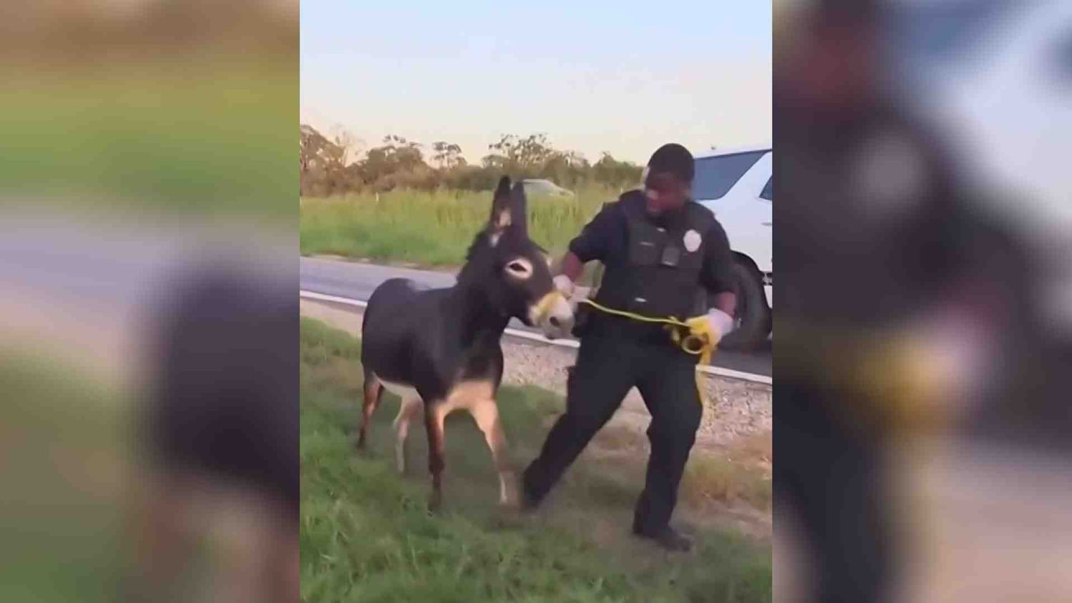 Un video muestra cómo agentes del sheriff persiguen a dos caballos y un burro que escaparon en Texas