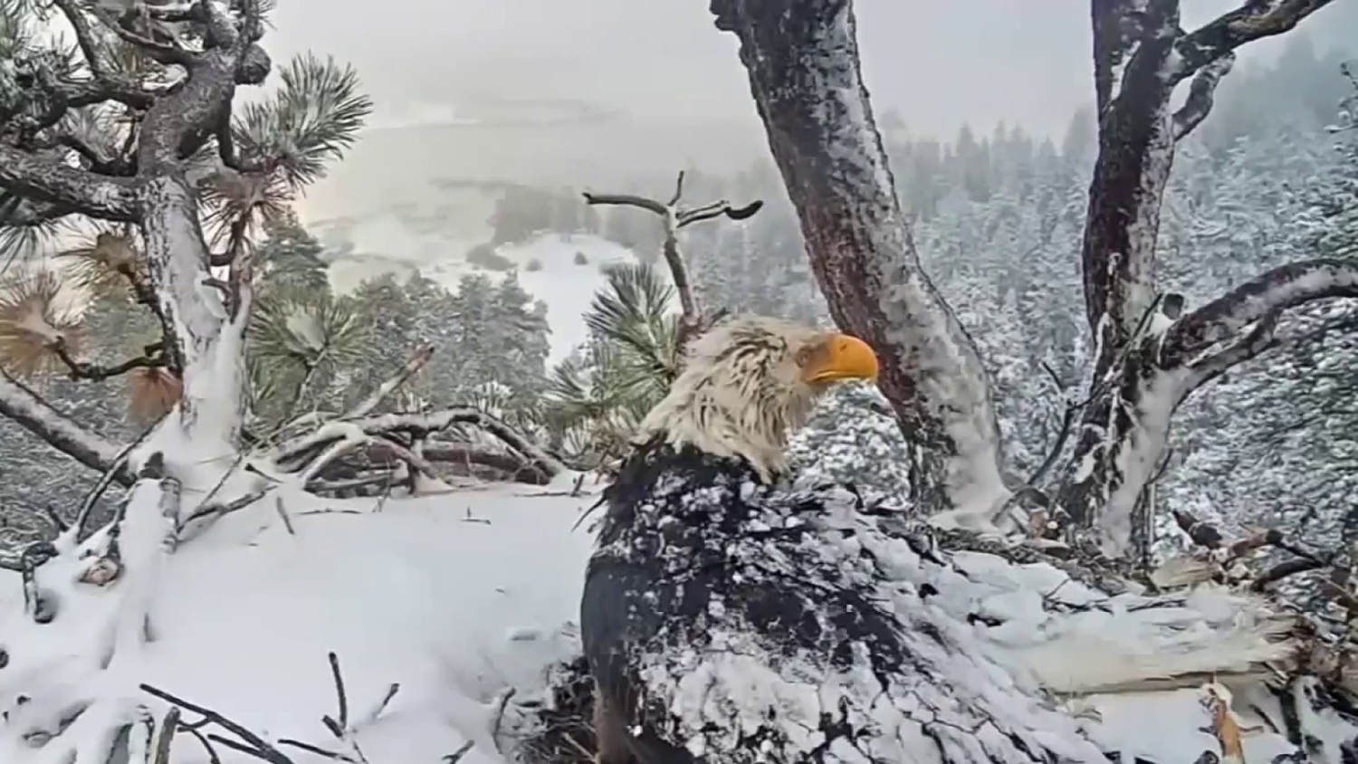 Revelan la causa de muerte de Jackie, el águila calva de Big Bear que se hizo viral