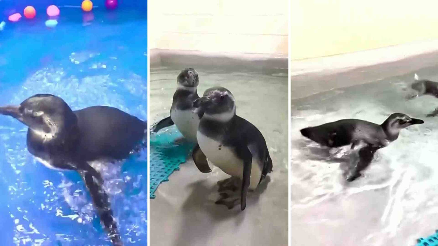 Dos crías de pingüinos aprenden a nadar y sorprenden con sus avances en un zoológico de Idaho