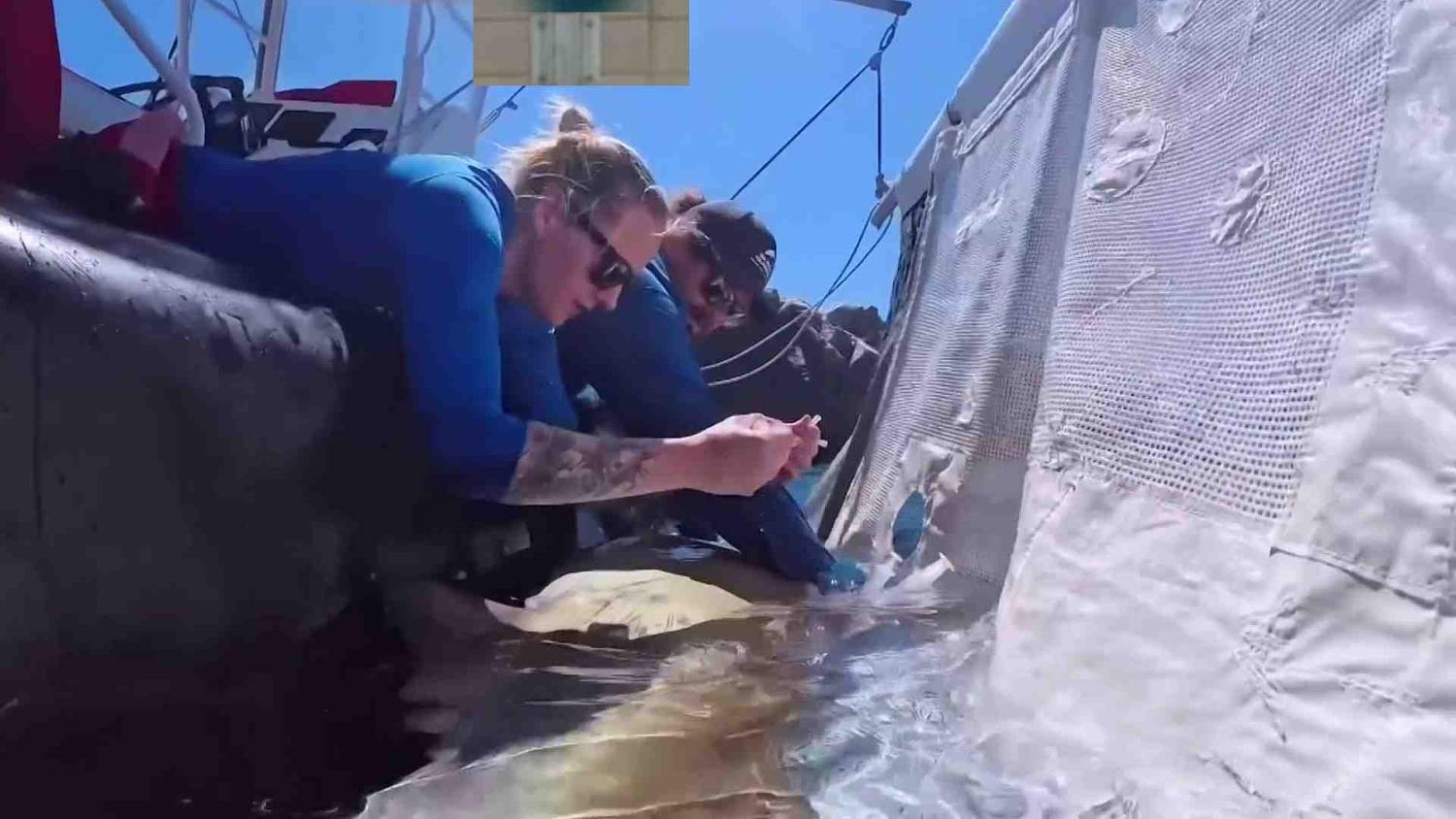 En Australia rescatan a tres tiburones nodriza grises, especie en peligro de extinción