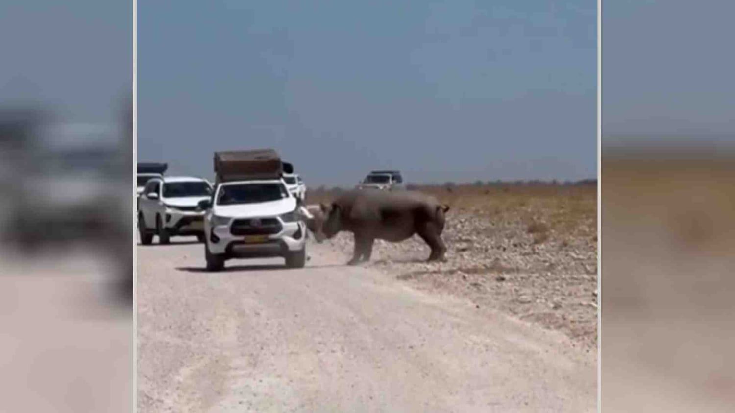 Un rinoceronte ataca a un vehículo de turistas en un safari de Namibia